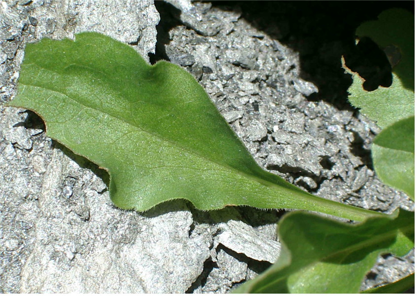 senecio? no Solidago virgaurea